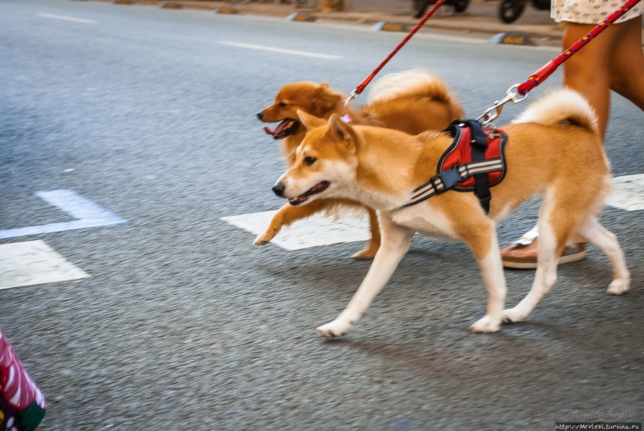 Август в Барселоне Барселона, Испания