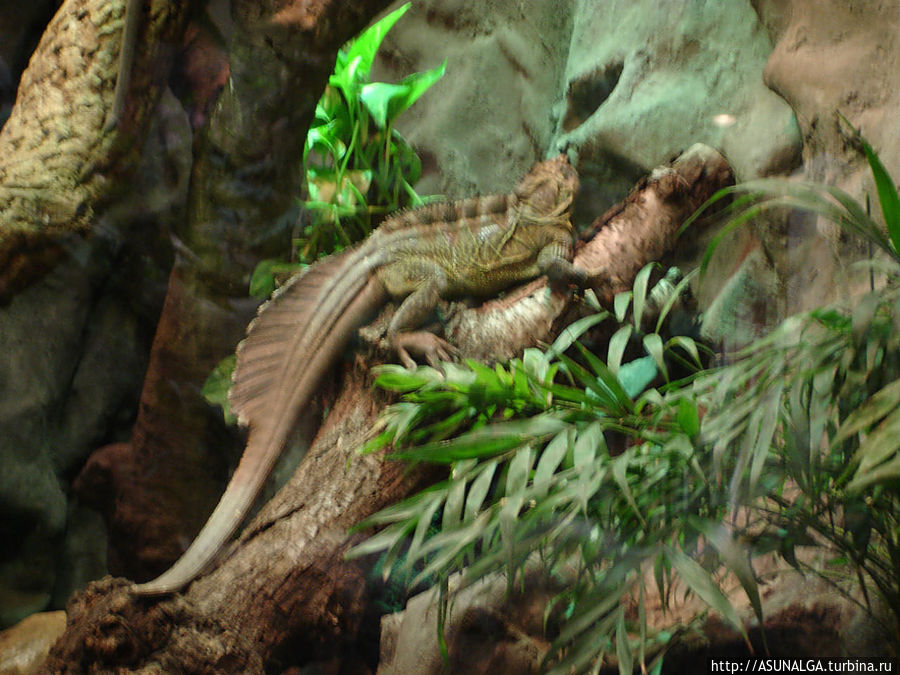 Зоопарк в Барселоне (Barcelona Zoo) находится практически в центре города. Это одно из популярных и наиболее часто посещаемых мест в Барселоне. Замечательный вариант отдыха для всей семьи. Здесь содержится около 8000 животных и более 400 видов со всех континентов земного шара. К радости и детей, и взрослых, в зоопарке представлены веселые и игривые детеныши диких кошек...