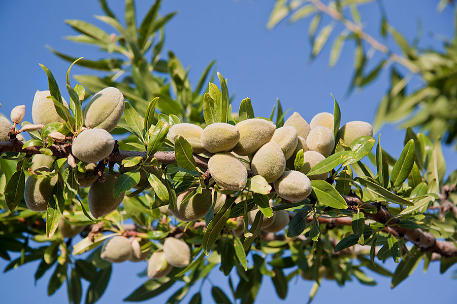 Чанана известна своими оливками: среди местных они считаются одними из лучших Чанчана, Италия