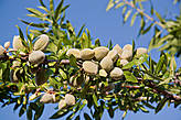Чанана известна своими оливками: среди местных они считаются одними из лучших