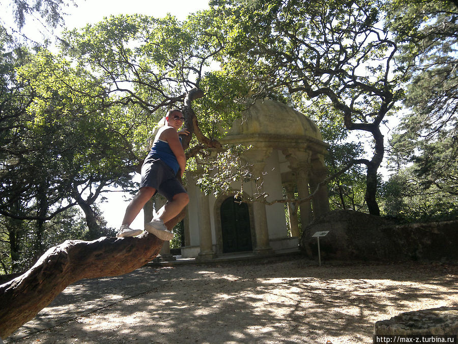 то самое клубничное дерево Синтра, Португалия