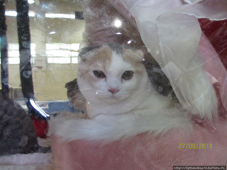 На кошачьей выставке в Хайфе Хайфа, Израиль