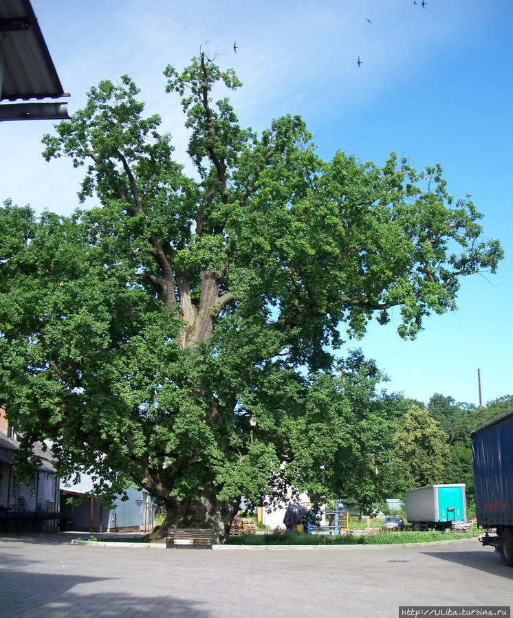 Грюнвальдский дуб в городе Ладушкин Ладушкин, Россия