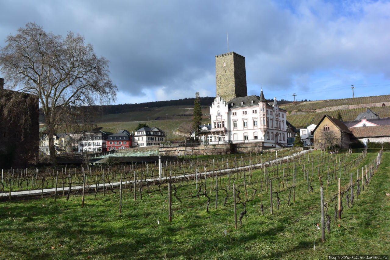 Вдоль и поперек виноградников Рюдесхайм-на-Рейне, Германия
