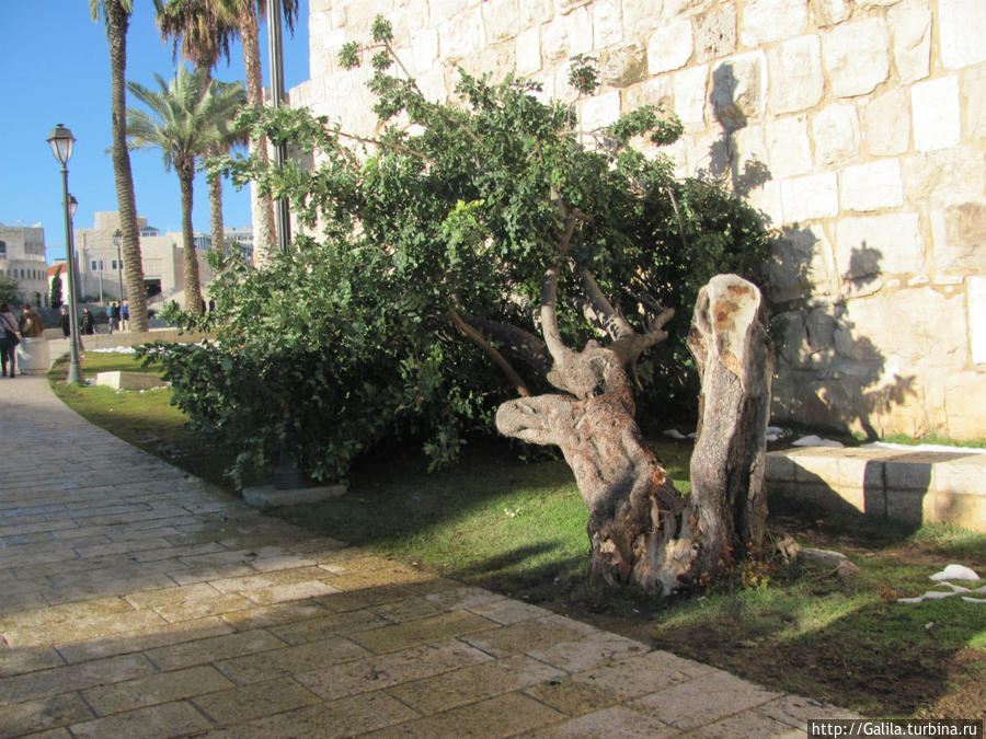 Жалко дерево. Иерусалим, Израиль