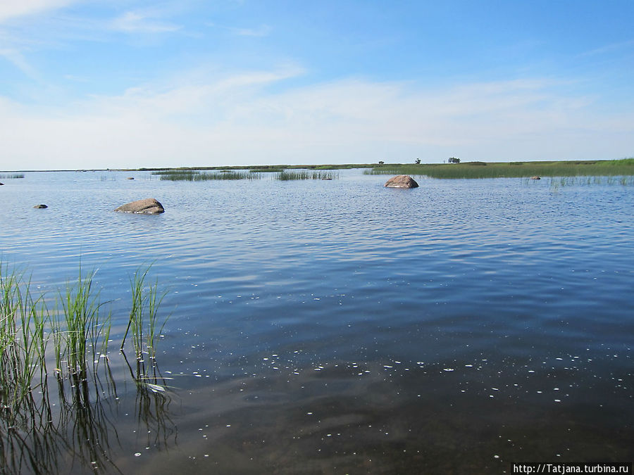 залив Кургальский заказник, Россия