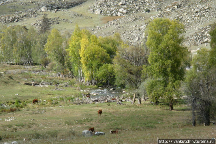 Как я уже говорил, коровы