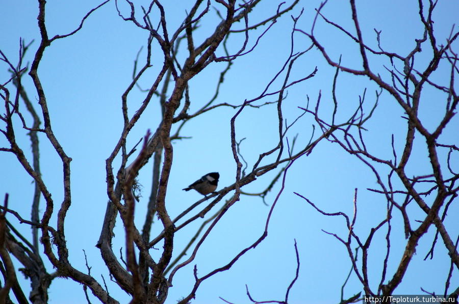 Обычная синица. Алания, Турция