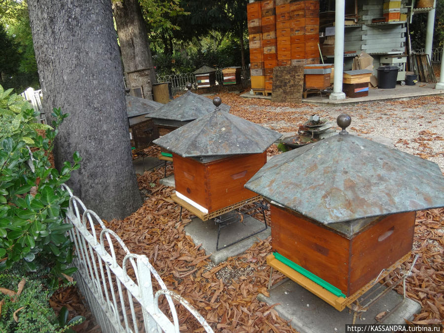 Люксембургский  сад. Пчелы отдельно... Париж, Франция