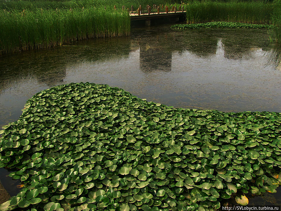 Листва воды Нанкин, Китай