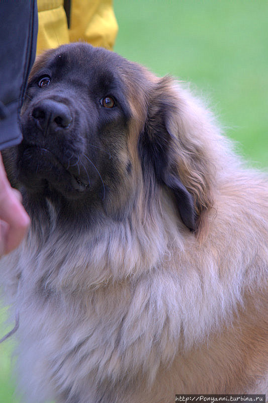 Собачий вальс Леонберг, Германия