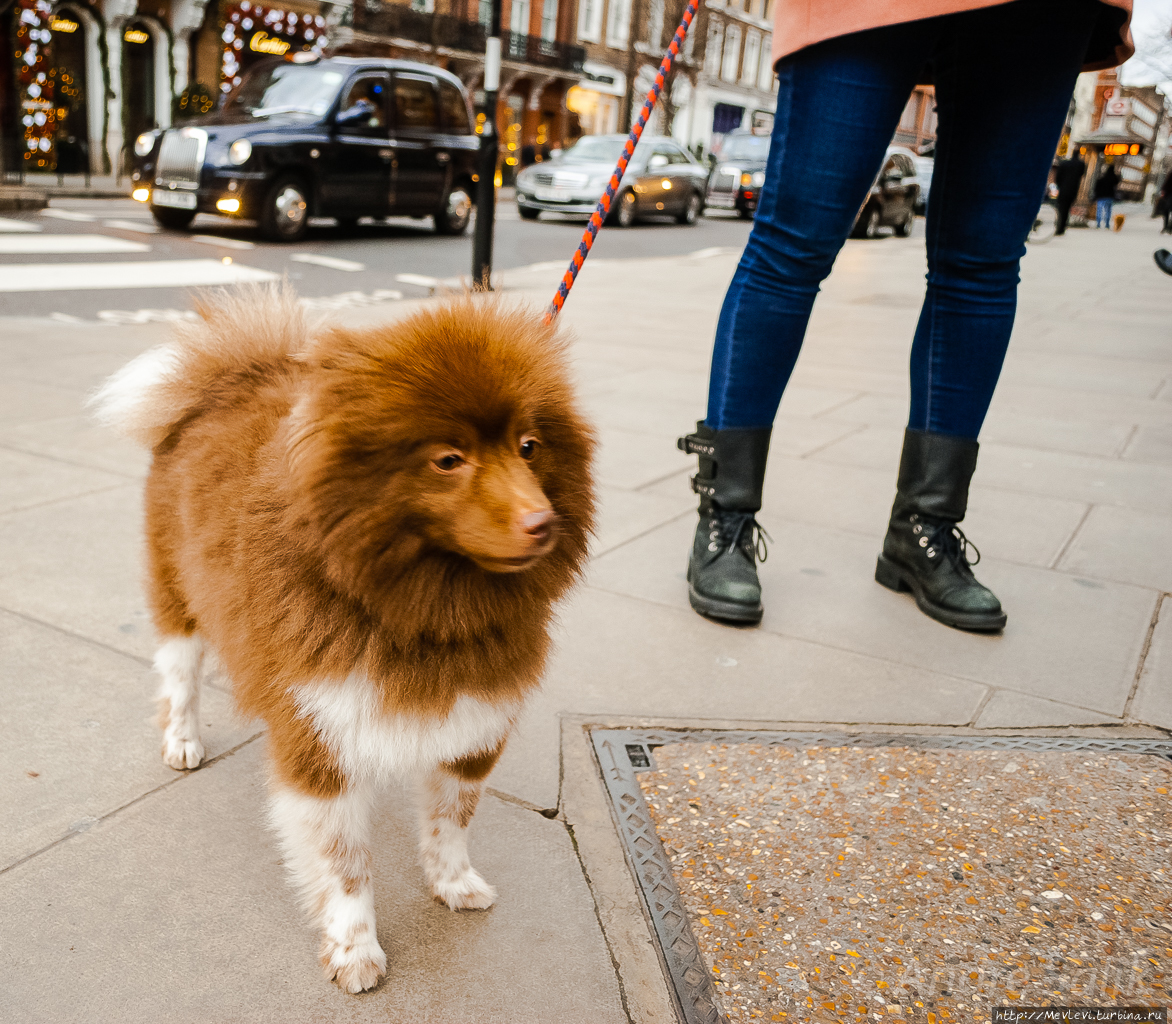 Новогодний Лондон. SLOAN SQUARE Лондон, Великобритания