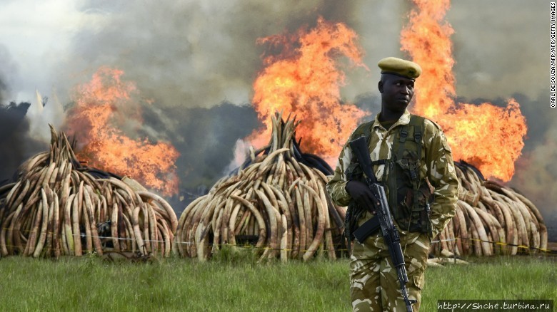 фото из интернета Национальный парк Найроби, Кения
