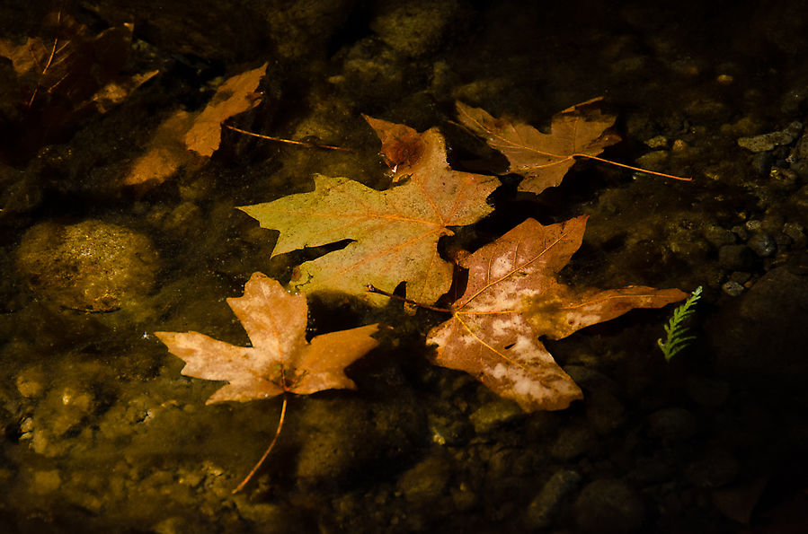 Озеро Квинолт Квинолт, CША