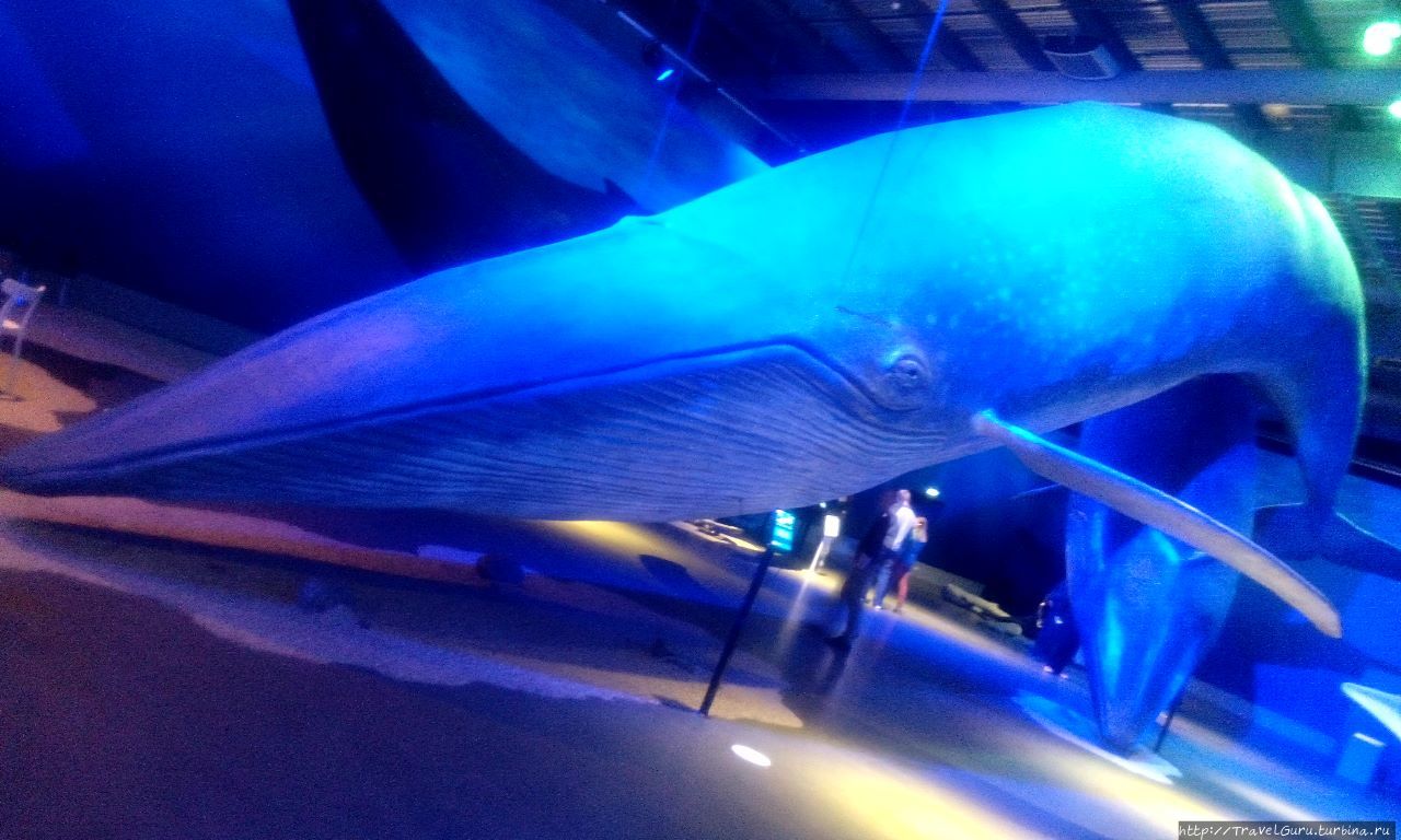 Самое большое животное в мире — синий кит. Рейкьявик, Исландия