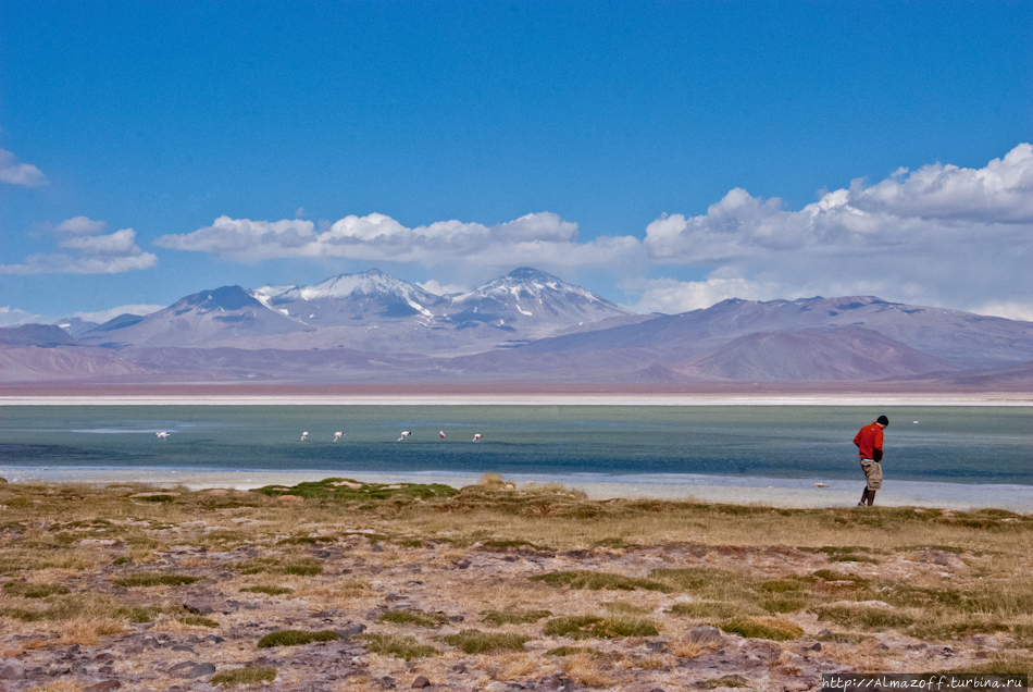 Озеро с фламинго посреди пустыни Атакама Невадо-Трес-Крусес Национальный Парк, Чили