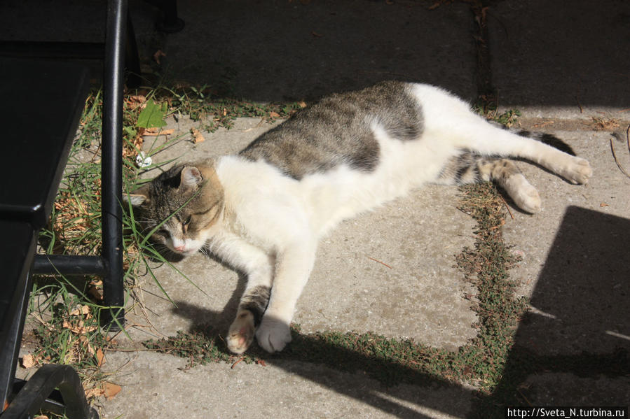 Котики захватили Крым! Республика Крым, Россия