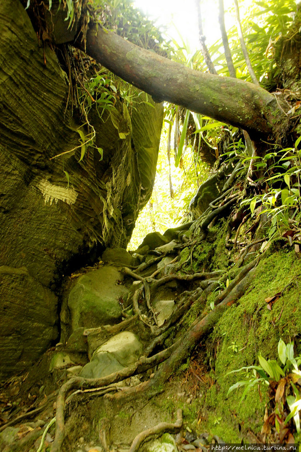 15 января. Борнео. Национальный парк Бако. Треки в джунглях Бако Национальный Парк, Малайзия