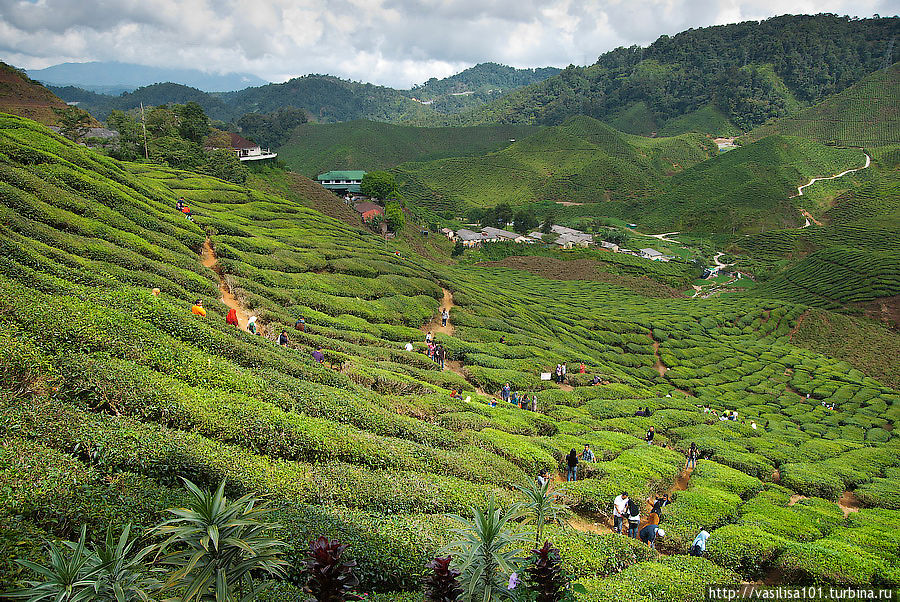 Кафе с видом на чайные плантации Танах-Рата, Малайзия