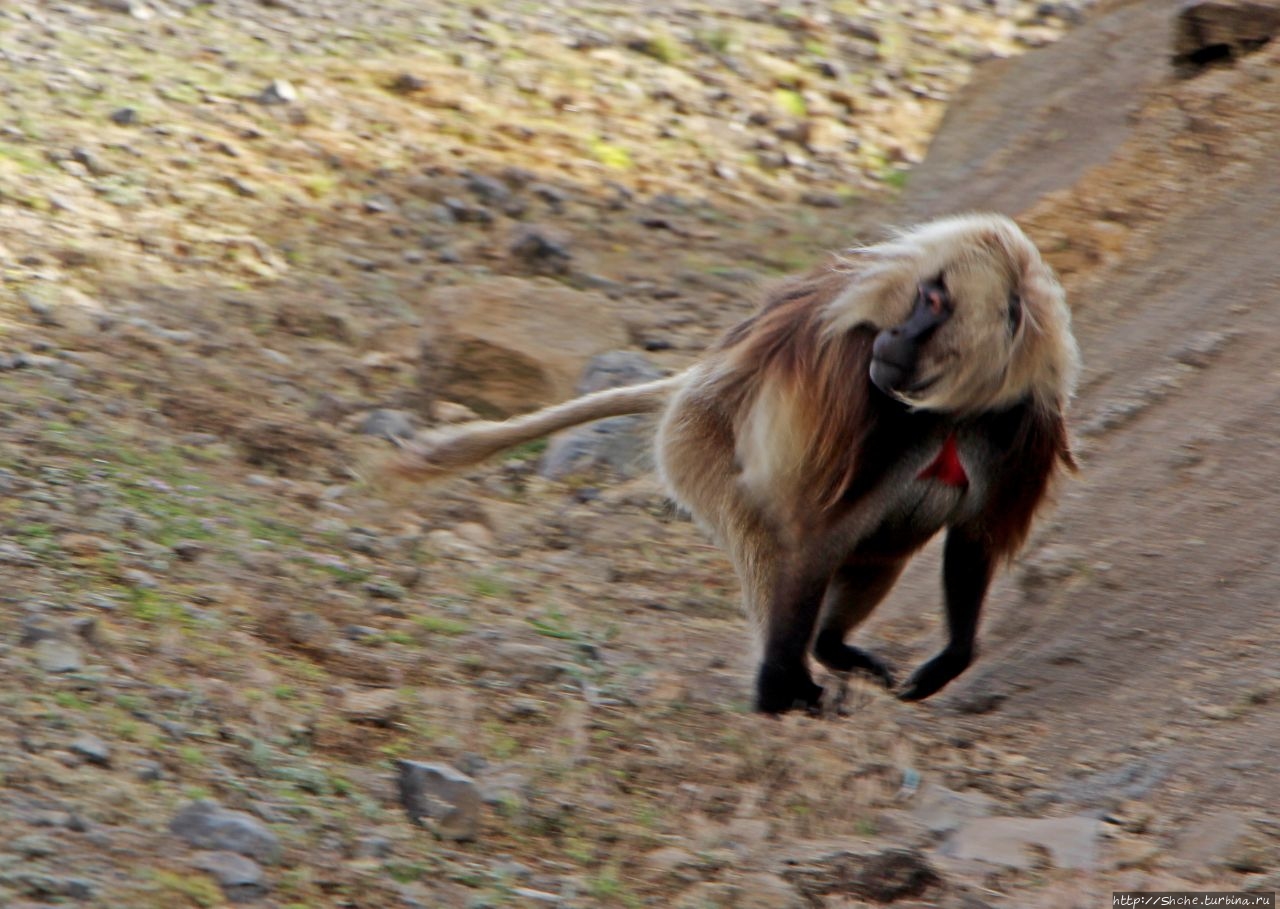 Два часа в стае очаровательных обезьян гелад Сымен Национальный Парк, Эфиопия