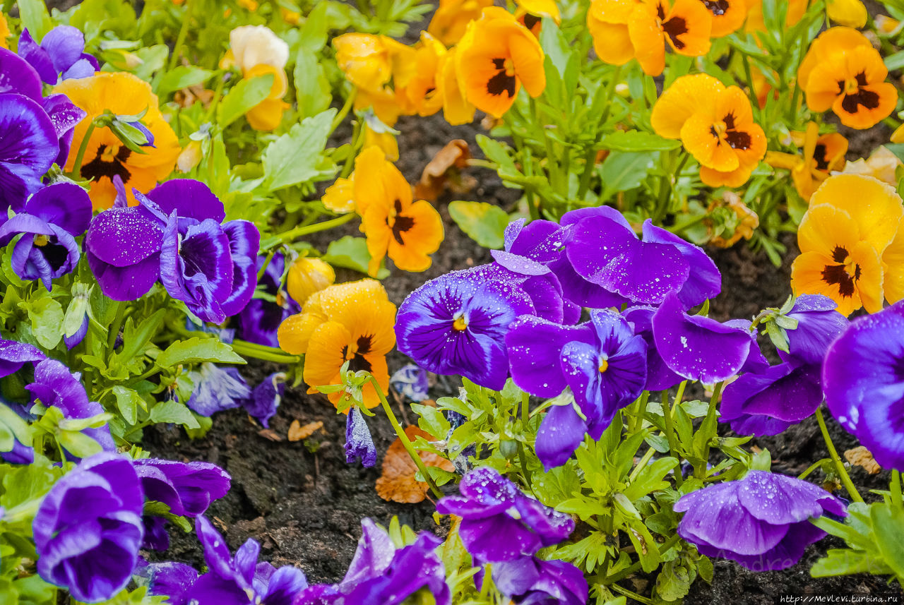 Цветочное чудо Юрмала, Латвия