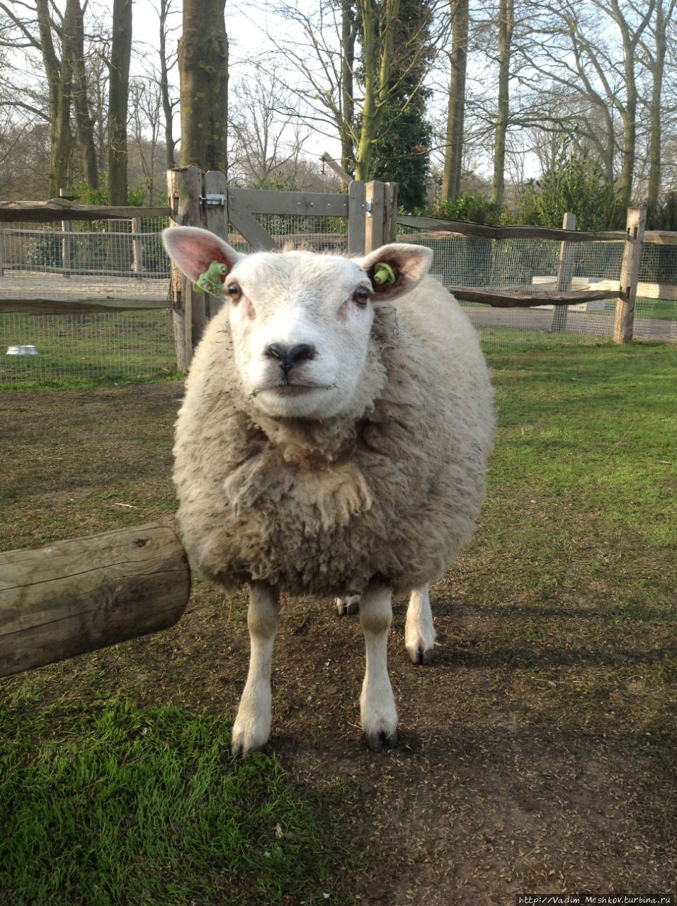 Овца на ферме в парке Кекенхоф Кёкенхоф, Нидерланды