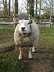 Овца на ферме в парке Кекенхоф