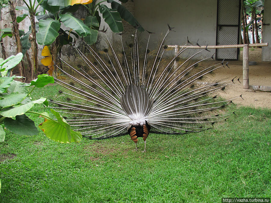 Зоопарк Гуанджоу Гуанчжоу, Китай