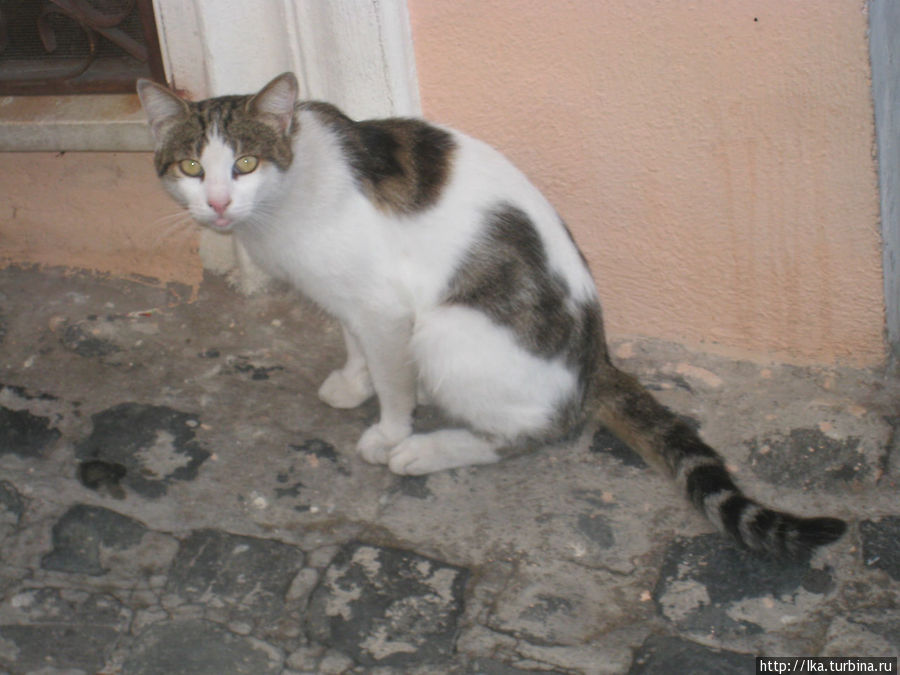 в городе много кошек Террачина, Италия