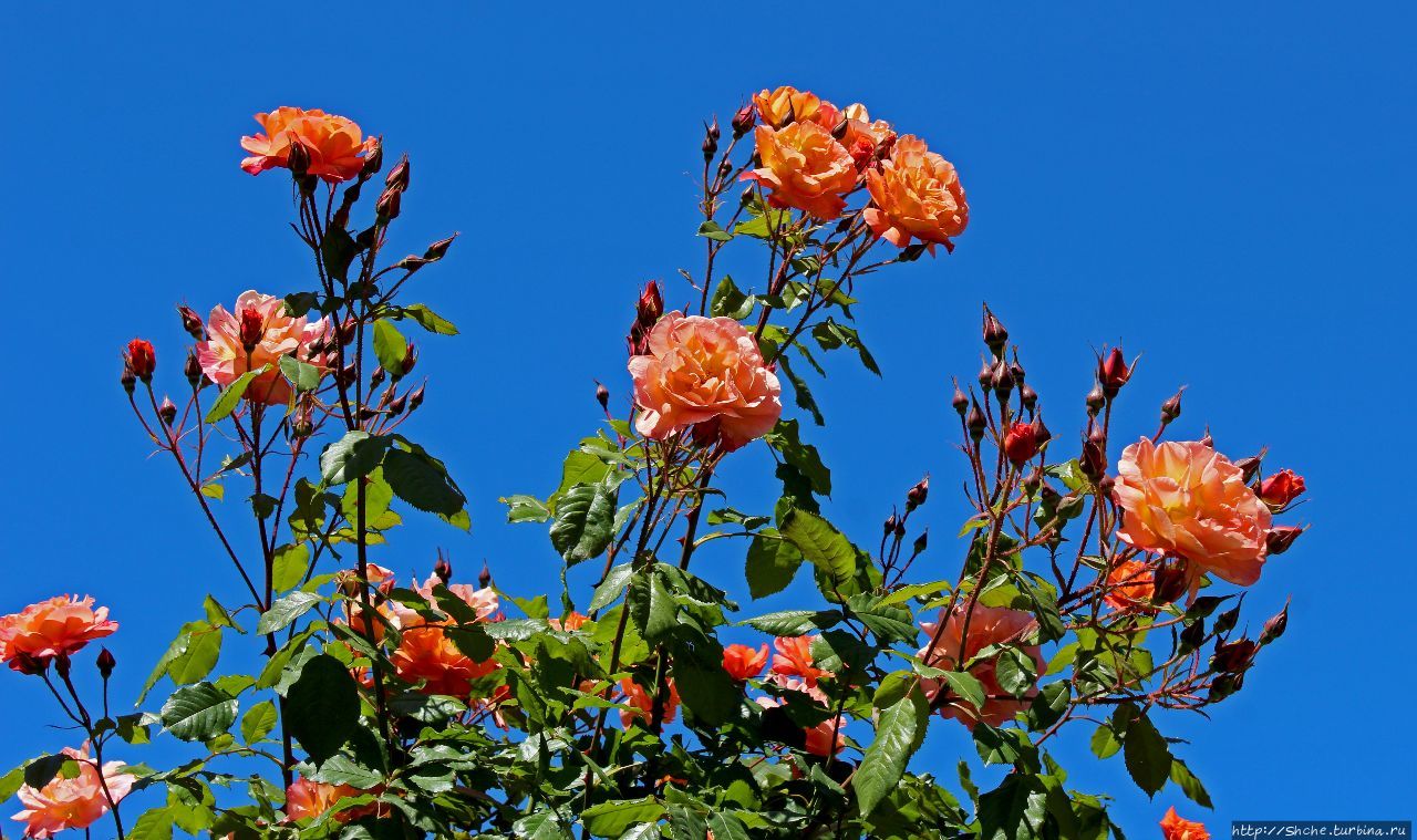 Сад Роз Крайстчерч, Новая Зеландия
