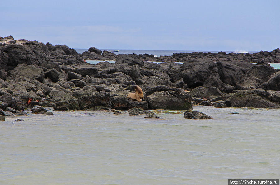 Галапагосы. Остров Санта Фе. Этап 2 — колония морских львов Остров Санта-Фе, Эквадор