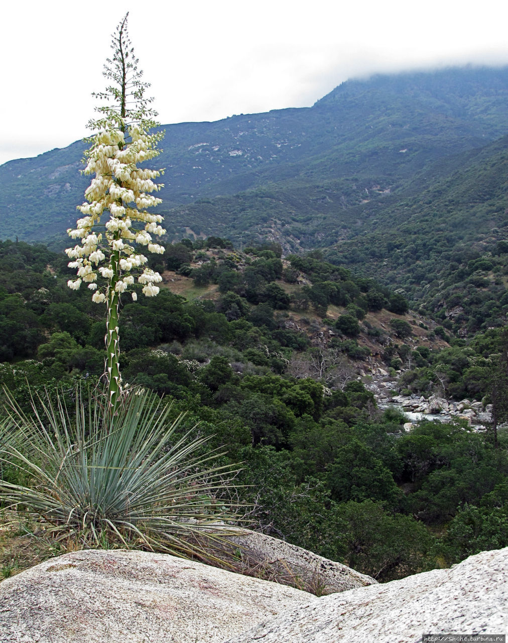 Есть три реки и цветущие царь-юкки Три-Риверс, CША