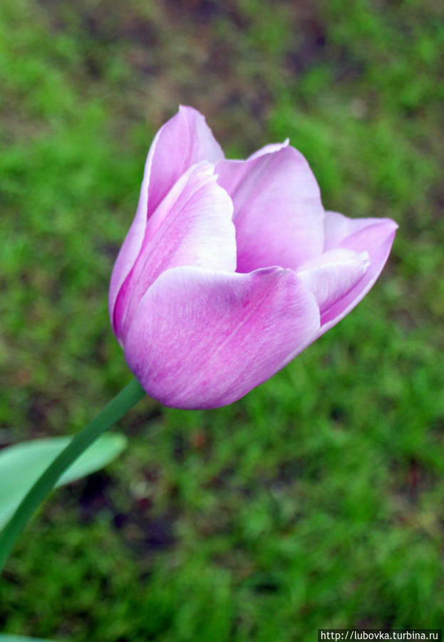 Тюльпан - Национальный Цветок   Турции и Нидерландов