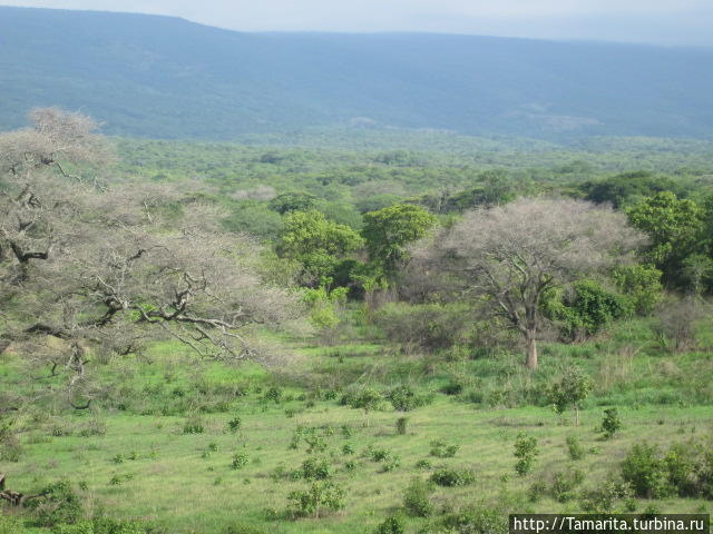 Водопад KIMANI, где много диких обезьян Иринга, Танзания