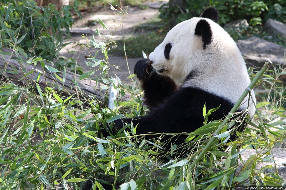 Вена 2019 — Зоопарк Вена, Австрия