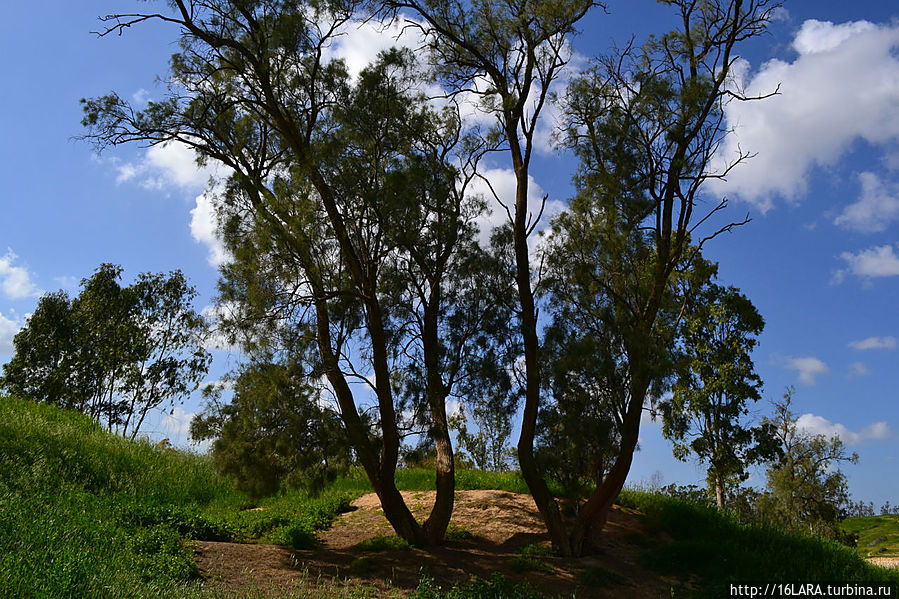 но в основном тамариски, эвкалипты, рожковые деревья. Рахат, Израиль