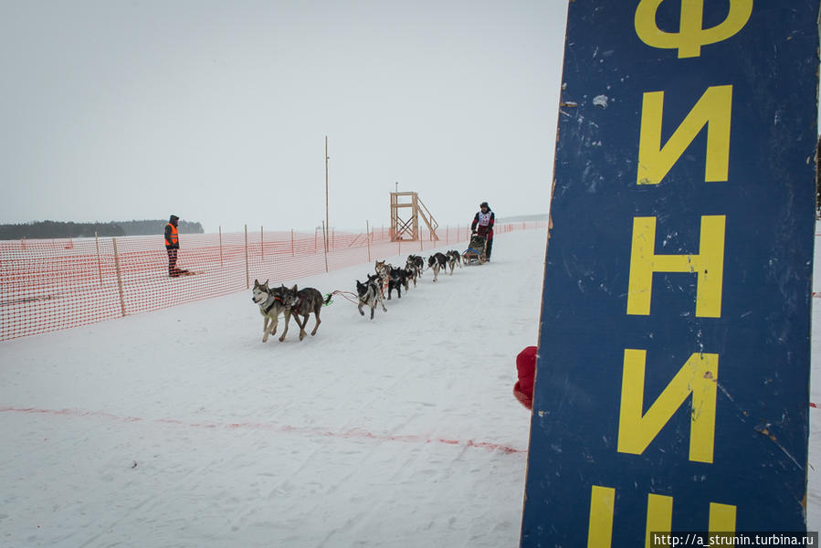 Бег снежной собаки Республика Карелия, Россия