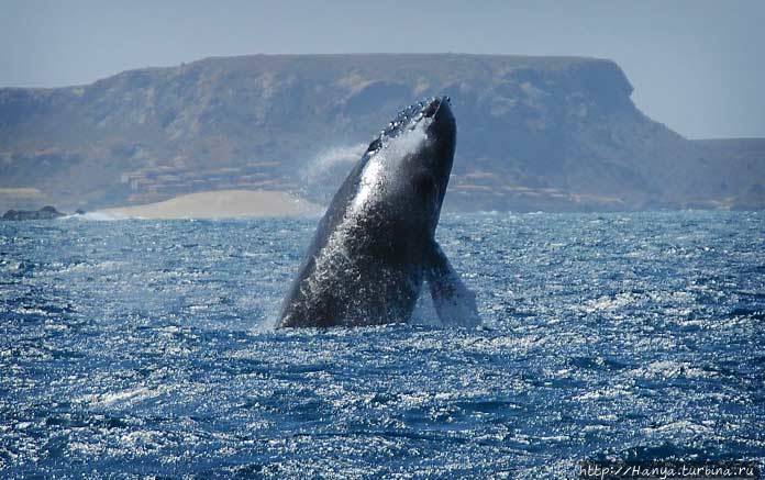 Так выглядят киты в Кабо Верде. Из интернета Санта-Мария, Кабо-Верде