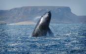 Так выглядят киты в Кабо Верде. Из интернета