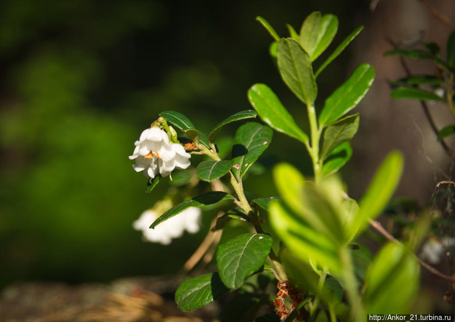 Чваниха — райский уголок Кировская область, Россия