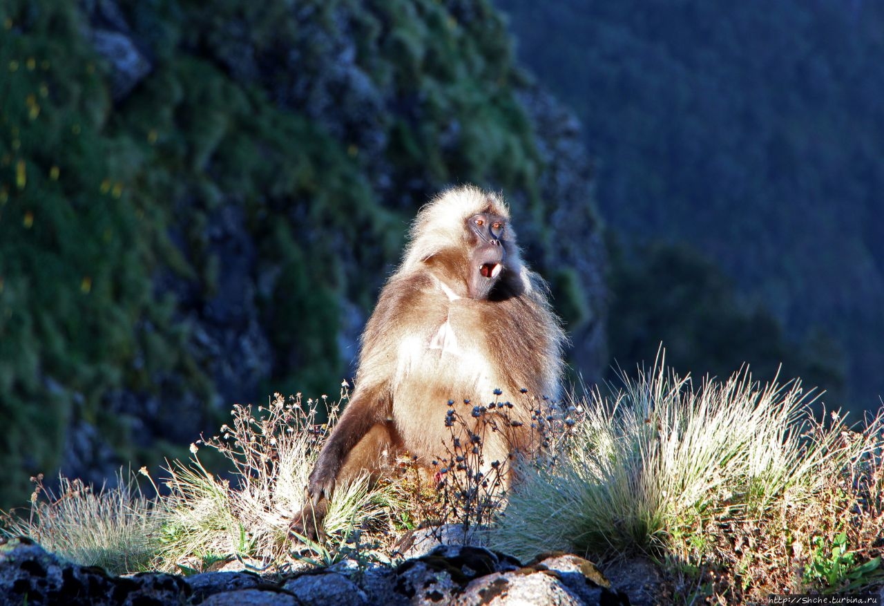 Национальный парк Сыменские горы Сымен Национальный Парк, Эфиопия