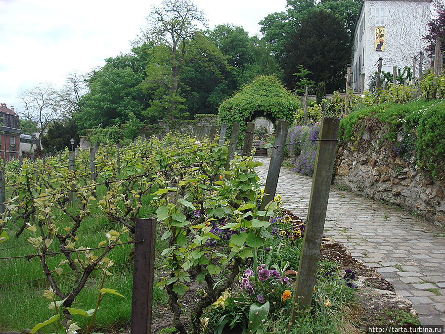 Самый старый виноградник на холме между домами