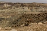 Пустыня Негев. Ущелье Цин
