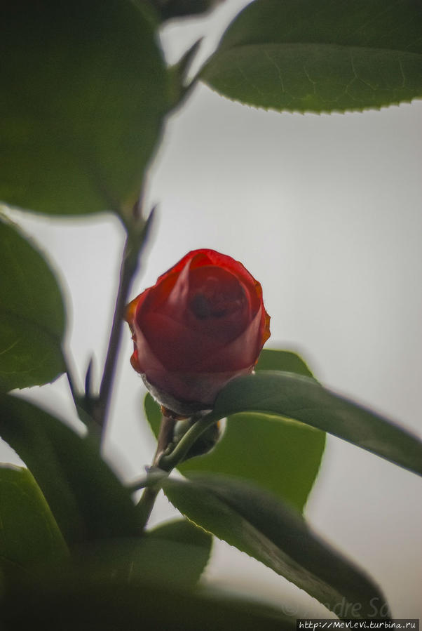 Под Рождество в Ботаническом саду Латвийского университета Рига, Латвия