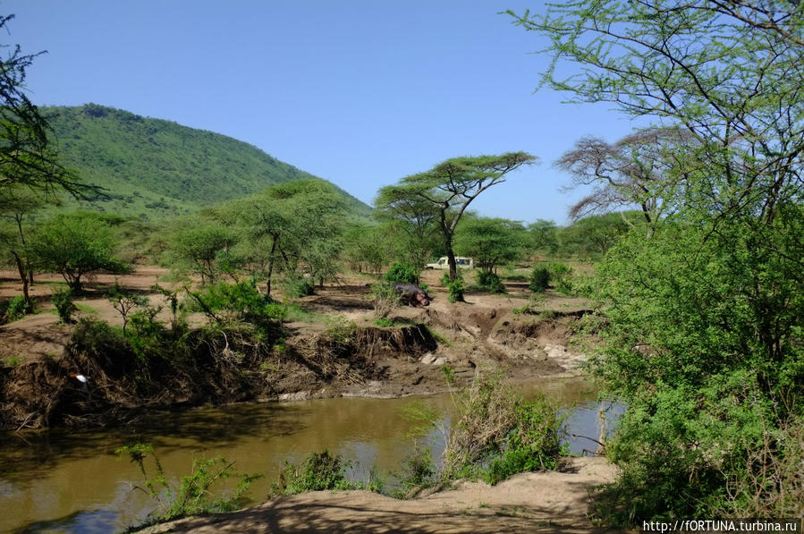 Толстокожие симпатяги Серенгети Национальный Парк, Танзания