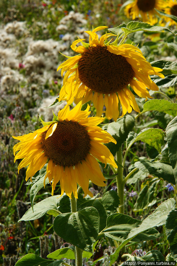 Лето, солнце и подсолнухи Штутгарт, Германия