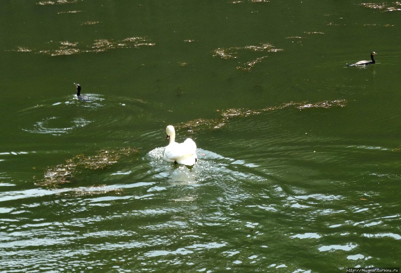 Лебедь гонял бедных  птиц вдоль  всего  канала. Невзлюбил за что -то. Токио, Япония