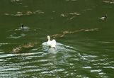 Лебедь гонял бедных  птиц вдоль  всего  канала. Невзлюбил за что -то.