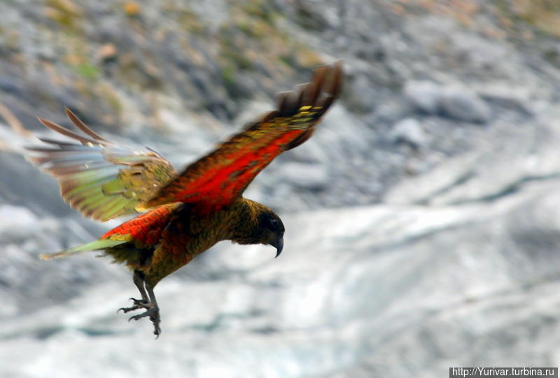 Попугай Кеа хорош на взлете Вестленд Таи Поутини Национальный парк, Новая Зеландия