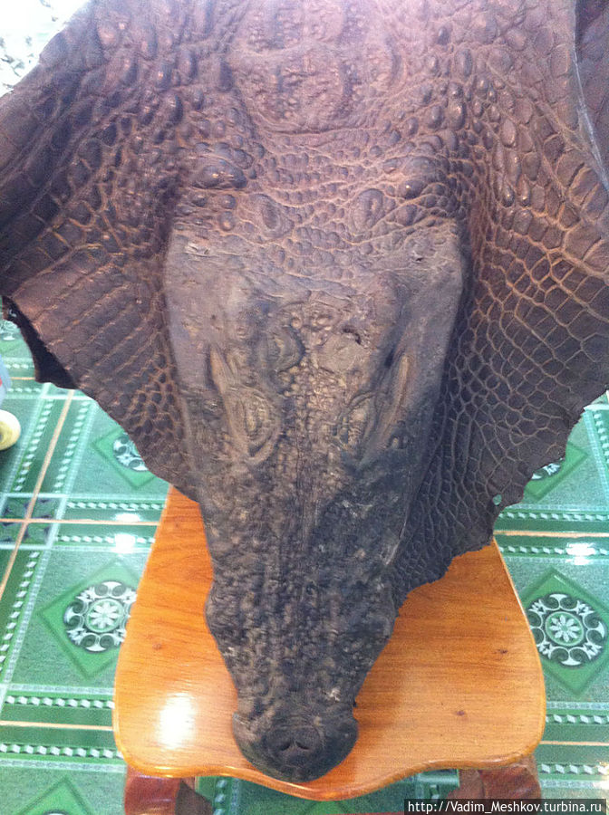 Голова крокодила на стуле